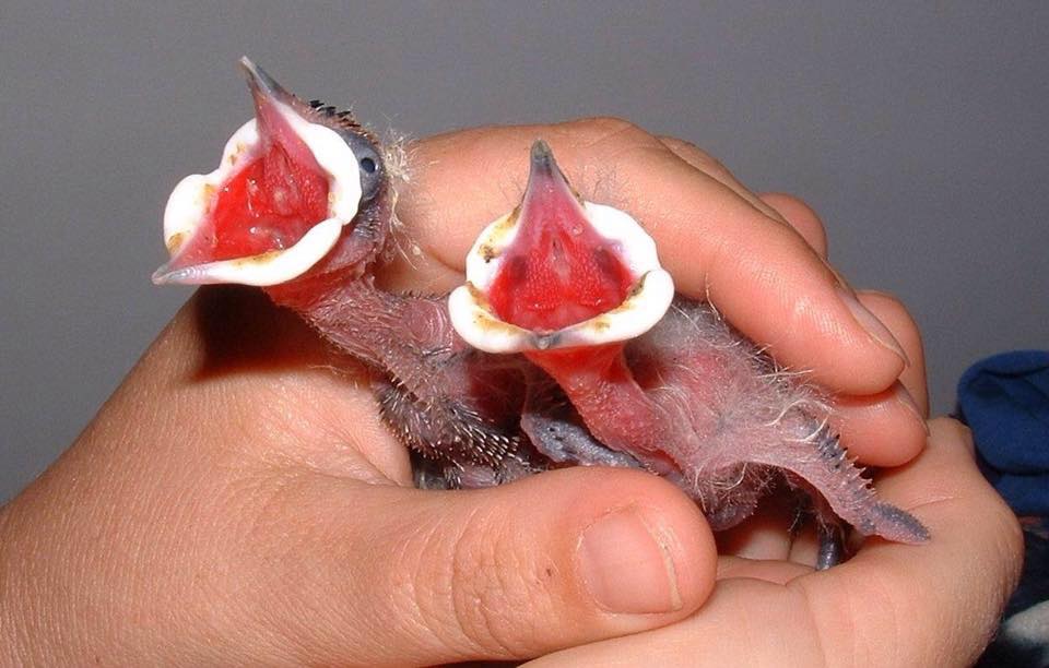 Friends of Free Wildlife