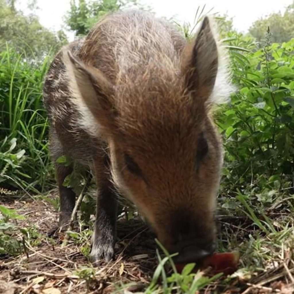 Friends of Free Wildlife