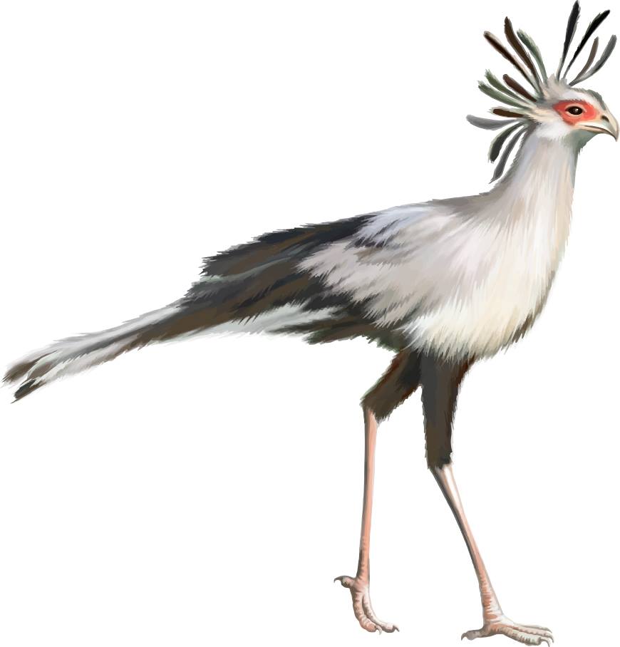 Friends of Free Wildlife