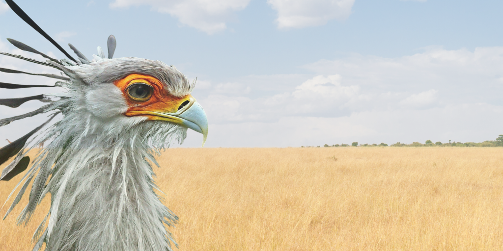 Friends of Free Wildlife