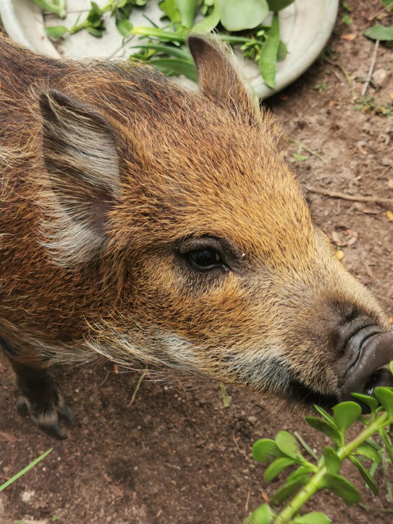 Friends of Free Wildlife