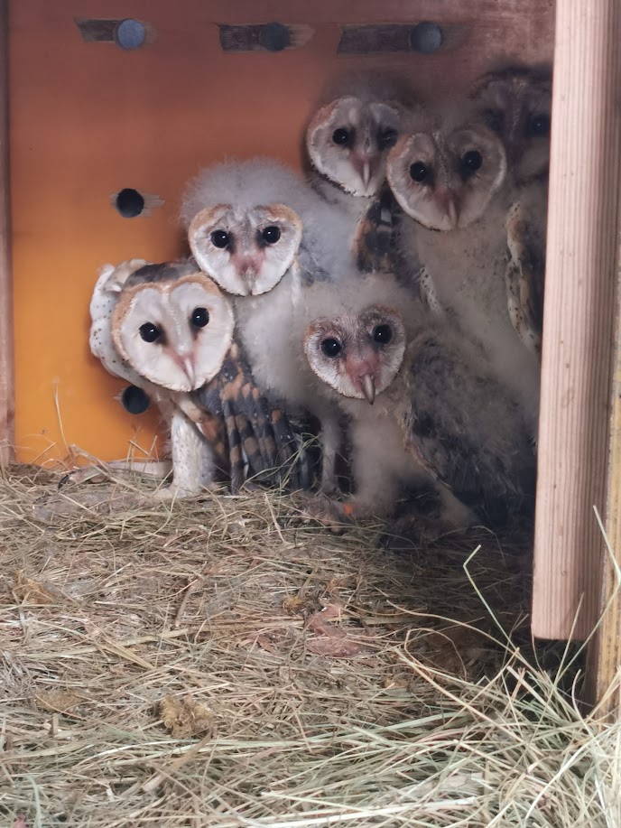 Friends of Free Wildlife