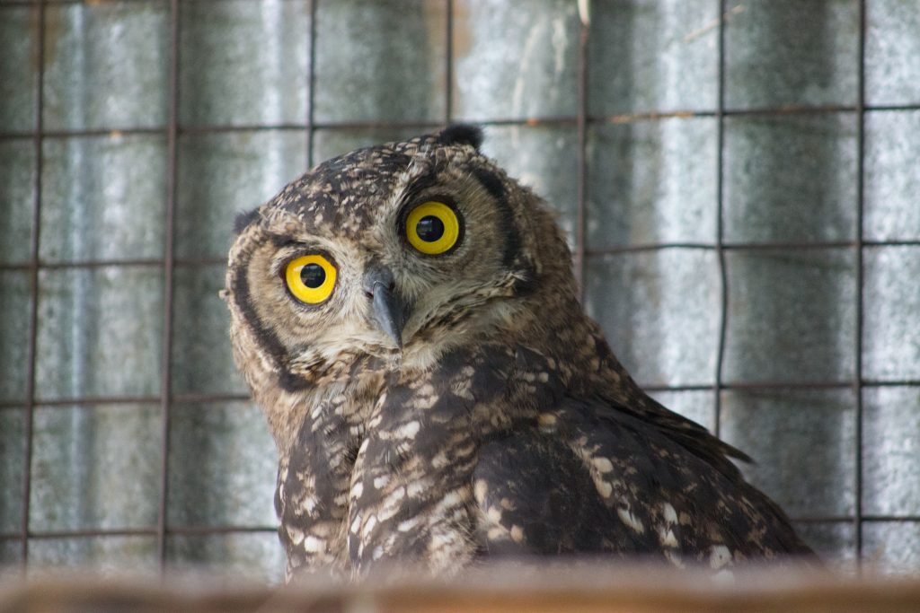 Friends of Free Wildlife