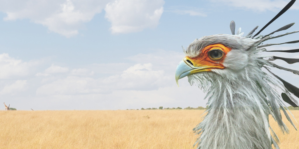 Friends of Free Wildlife