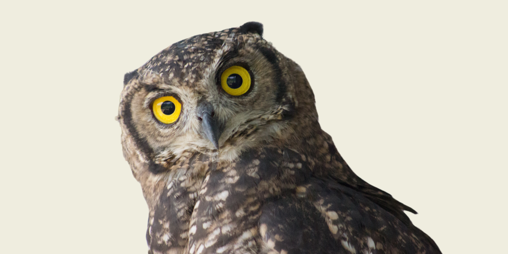Friends of Free Wildlife