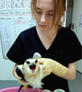 Friends of Free Wildlife