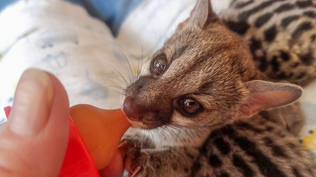 Friends of Free Wildlife