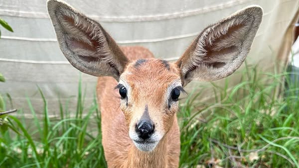 Friends of Free Wildlife