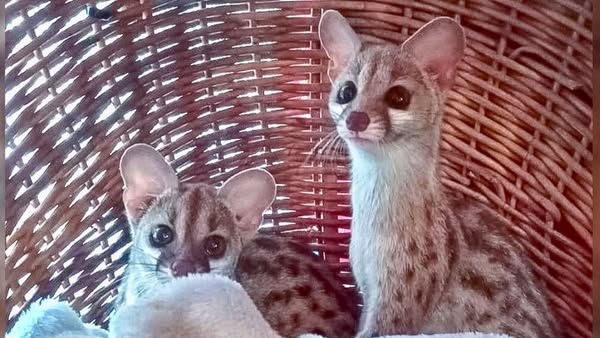 Friends of Free Wildlife