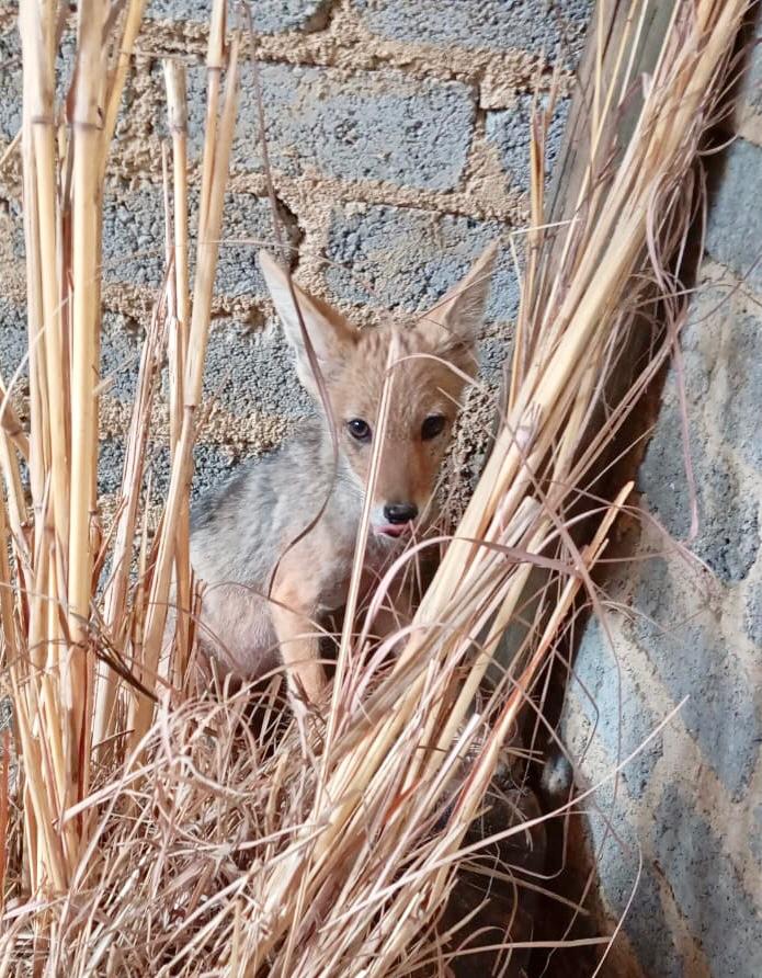 Friends of Free Wildlife