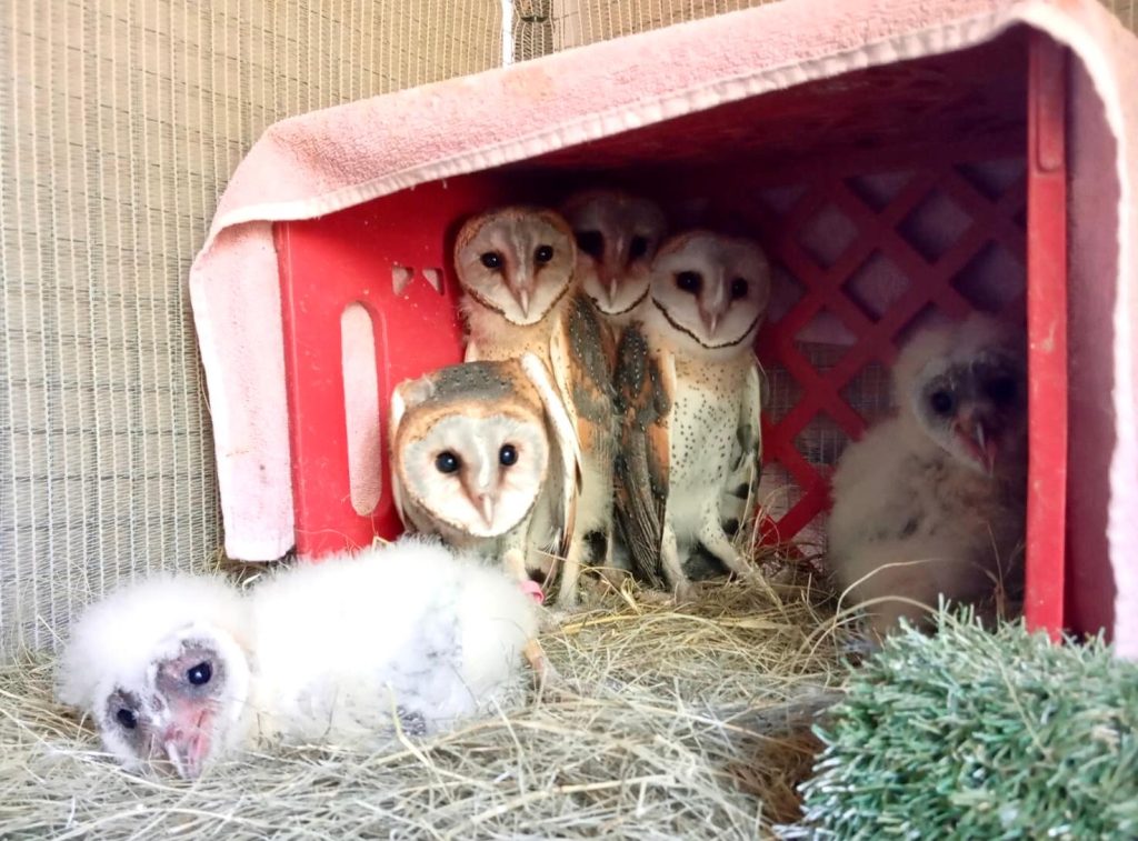 Friends of Free Wildlife