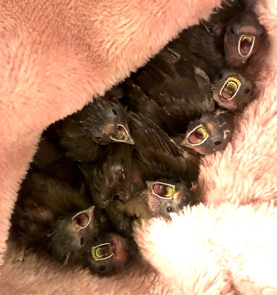 Friends of Free Wildlife