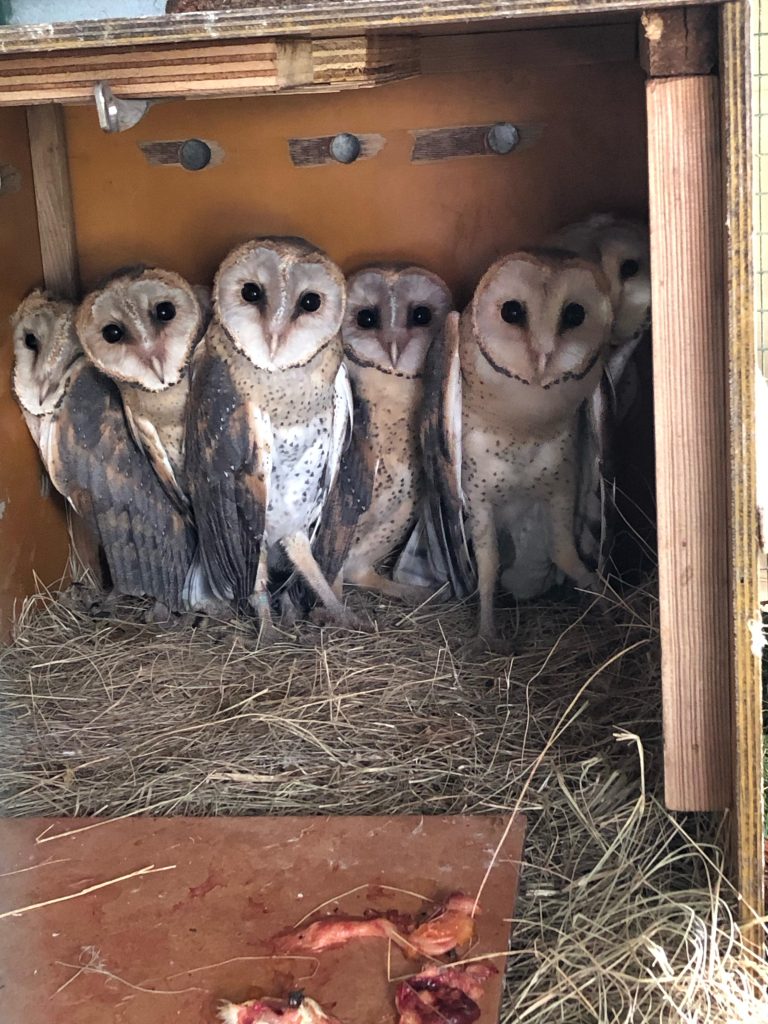 Friends of Free Wildlife