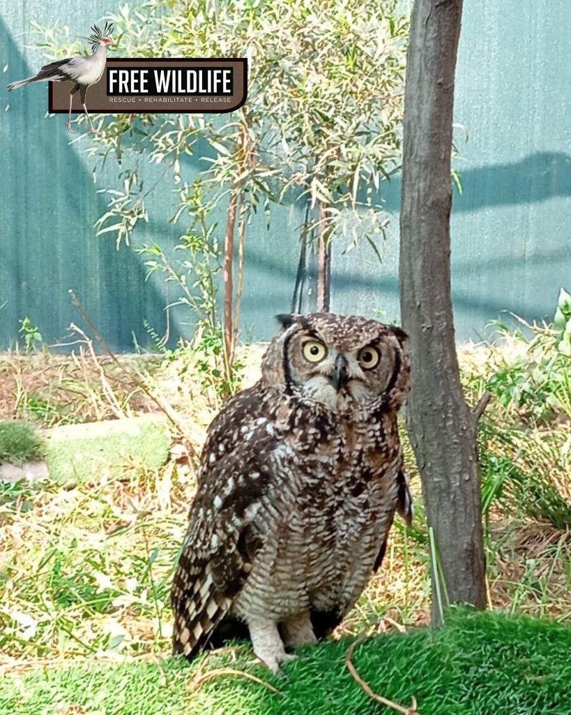 Friends of Free Wildlife