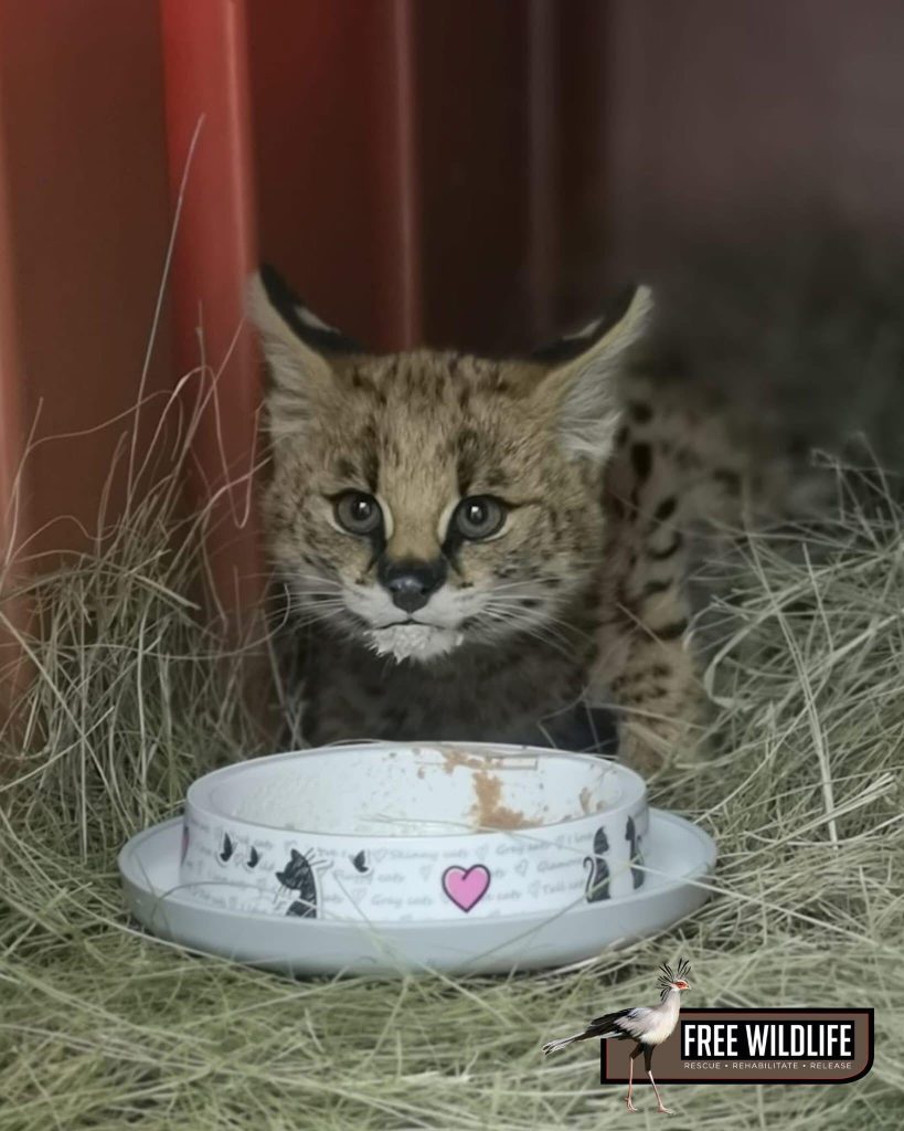 Friends of Free Wildlife