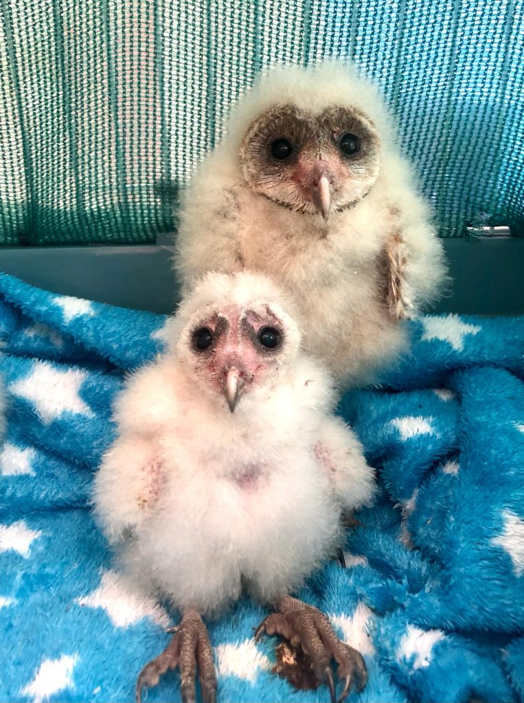 Friends of Free Wildlife