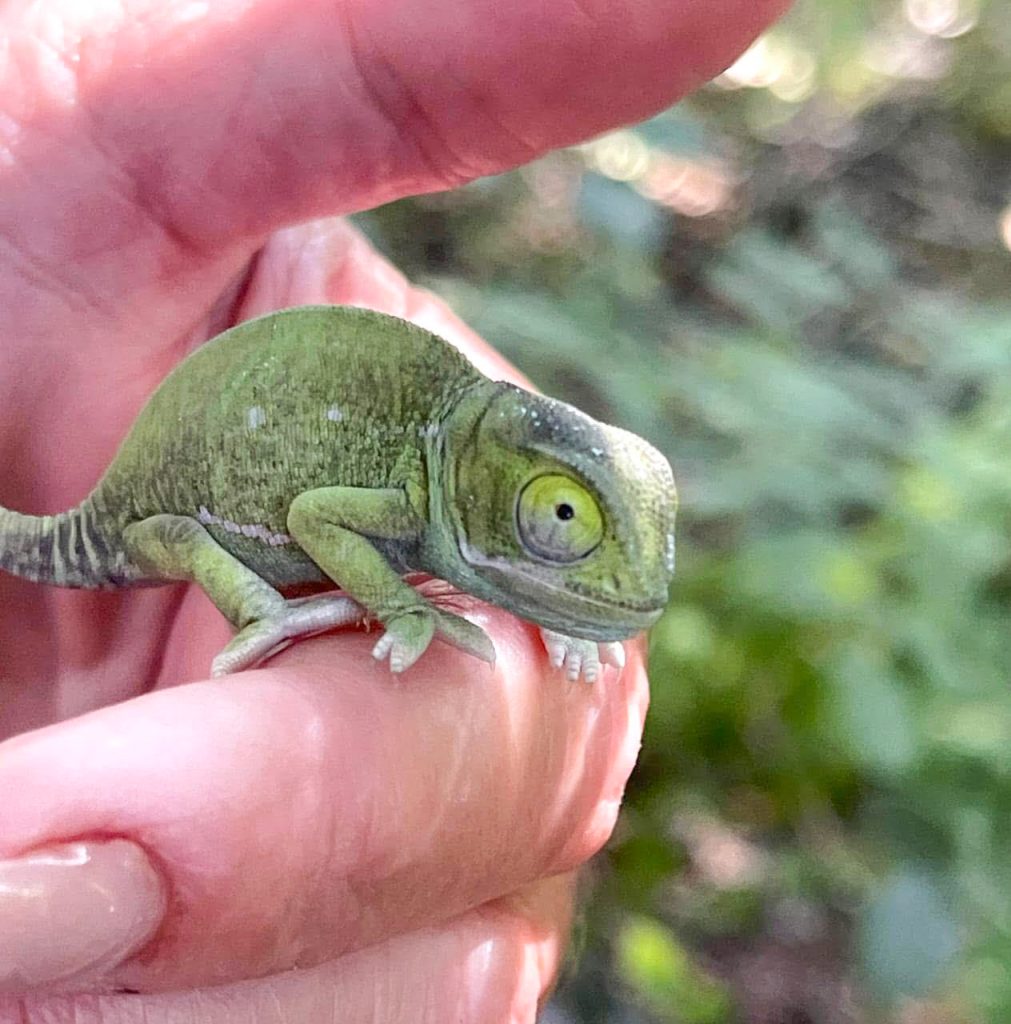 Friends of Free Wildlife