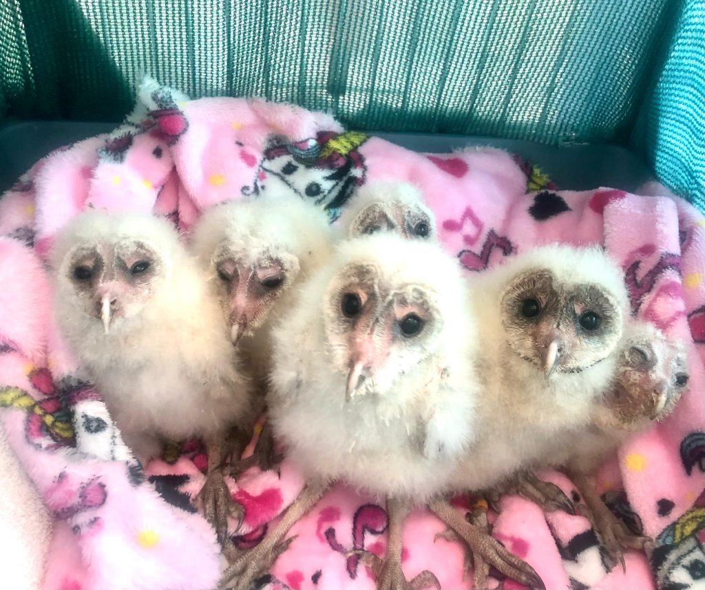 Friends of Free Wildlife