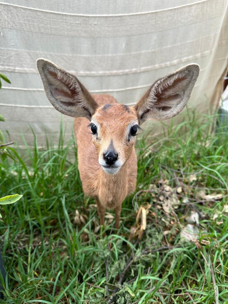 Friends of Free Wildlife