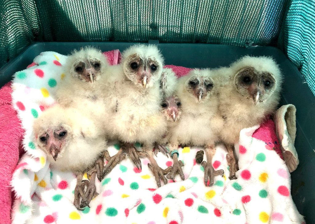 Friends of Free Wildlife