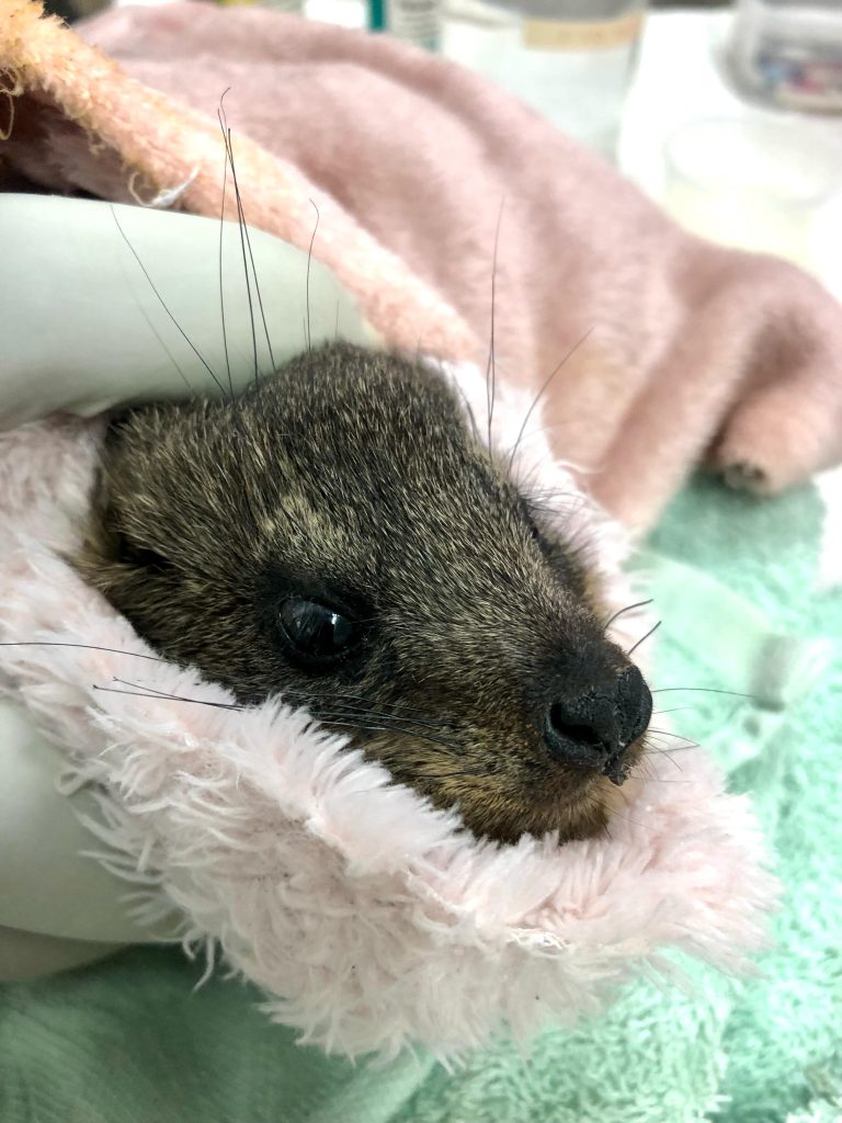 Friends of Free Wildlife