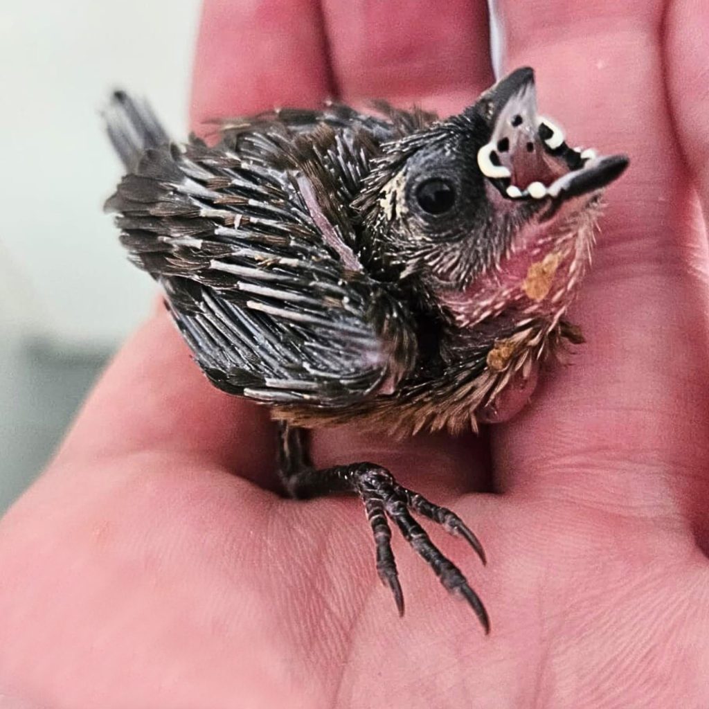 Friends of Free Wildlife