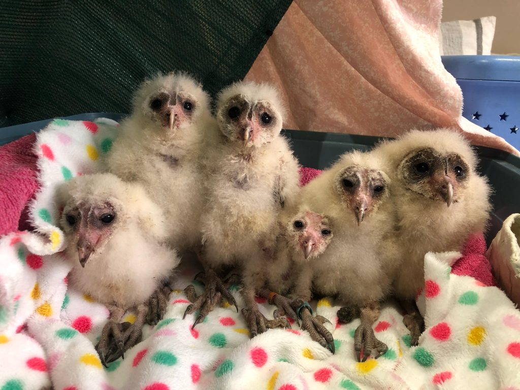Friends of Free Wildlife