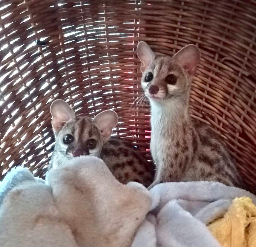 Friends of Free Wildlife