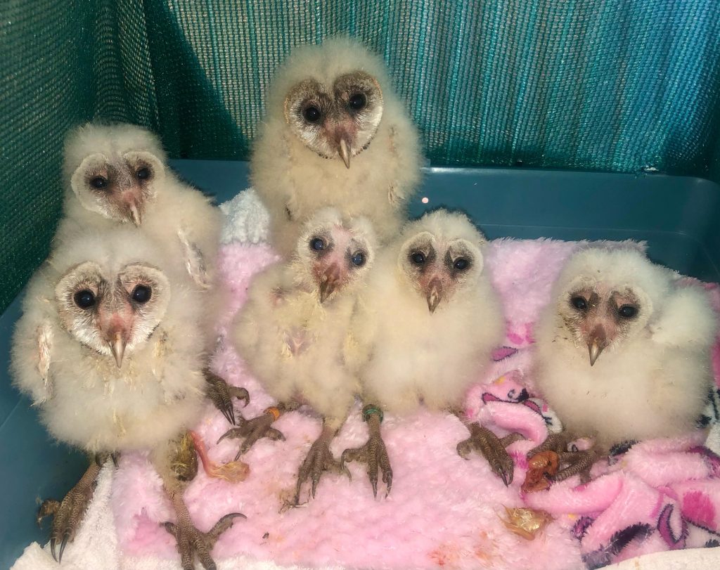 Friends of Free Wildlife
