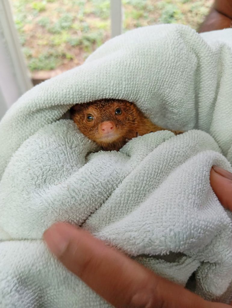 Friends of Free Wildlife