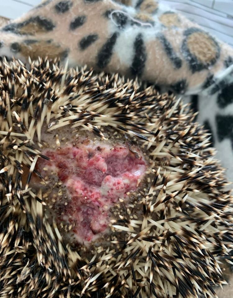 Friends of Free Wildlife