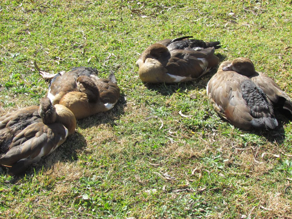 Friends of Free Wildlife