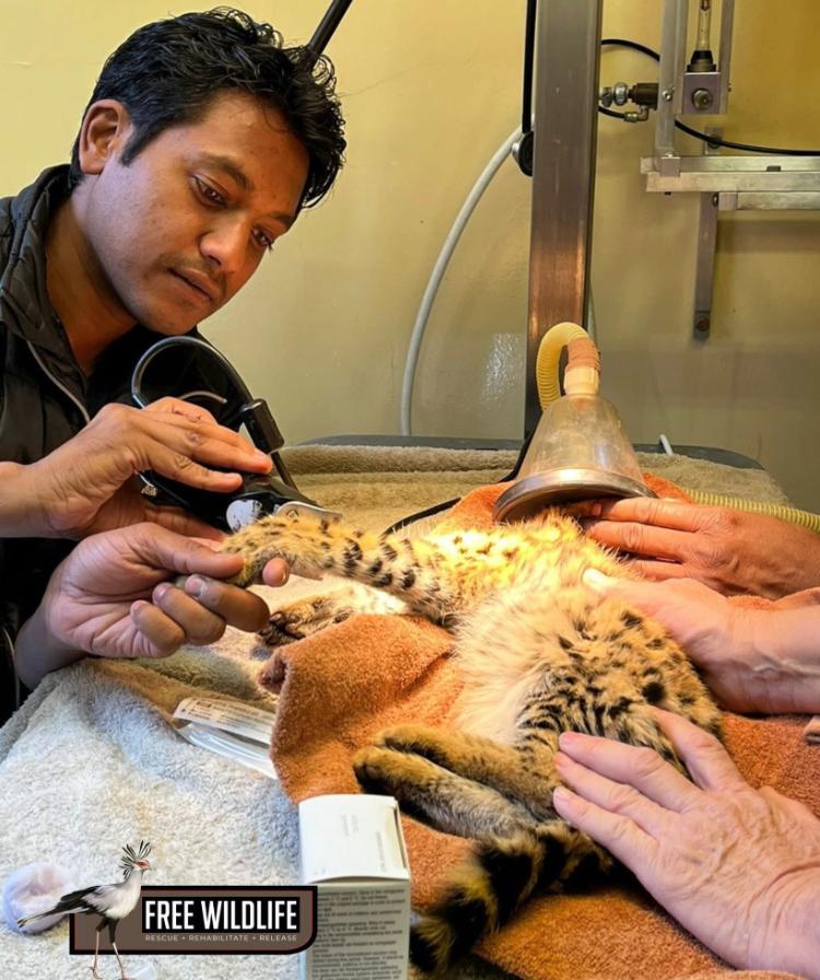 Friends of Free Wildlife