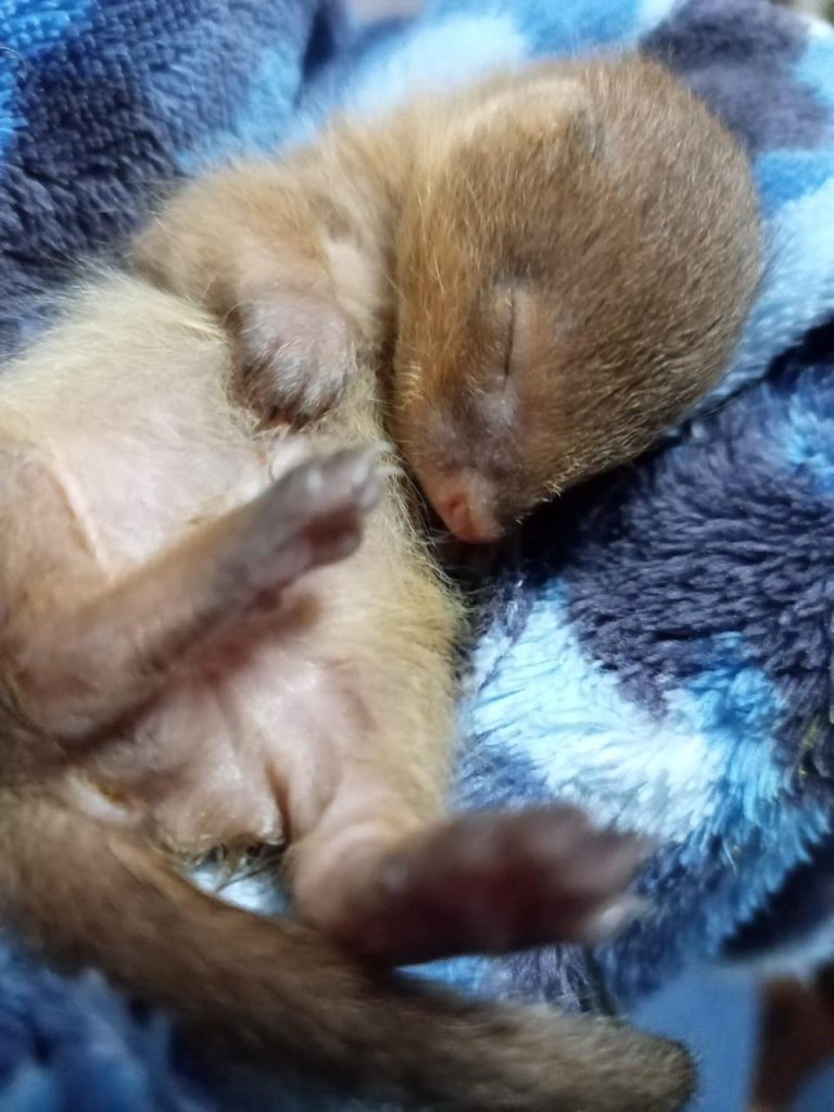 Friends of Free Wildlife