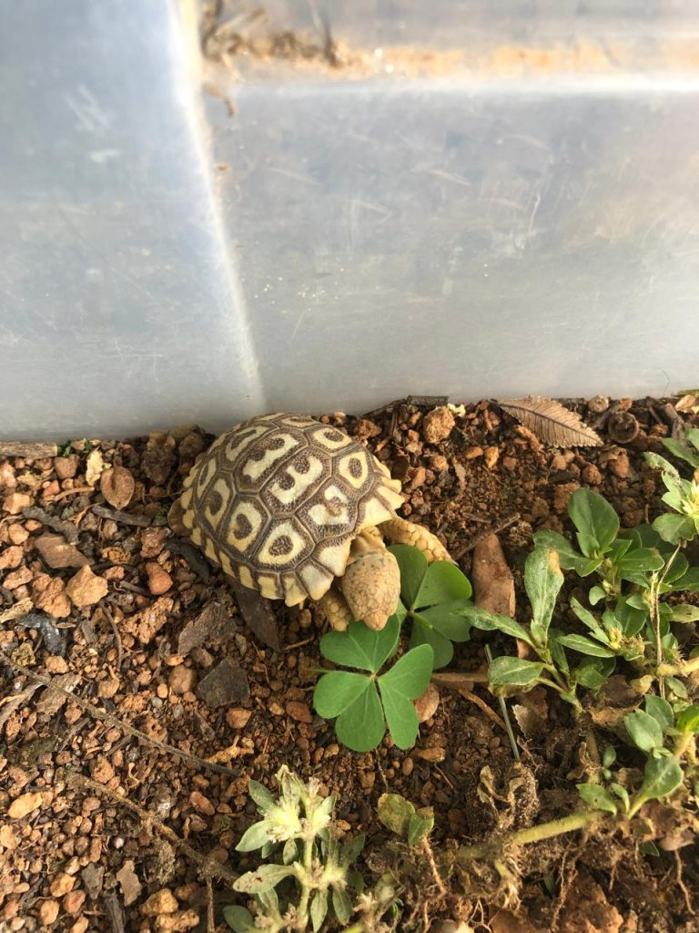 Friends of Free Wildlife