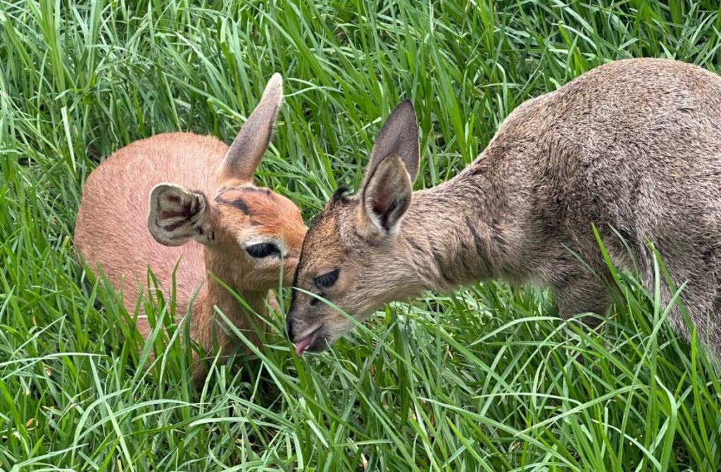 Friends of Free Wildlife